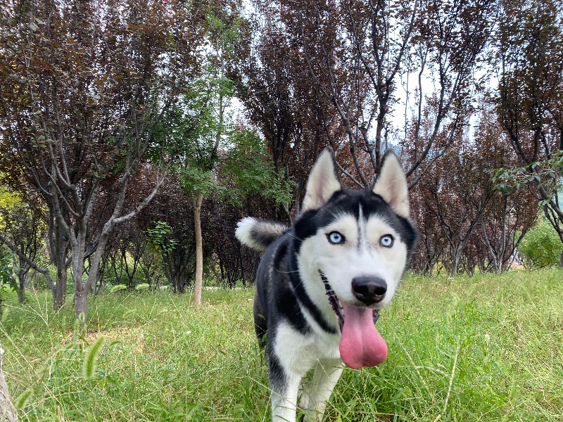 济南18年凯迪拉克XT51