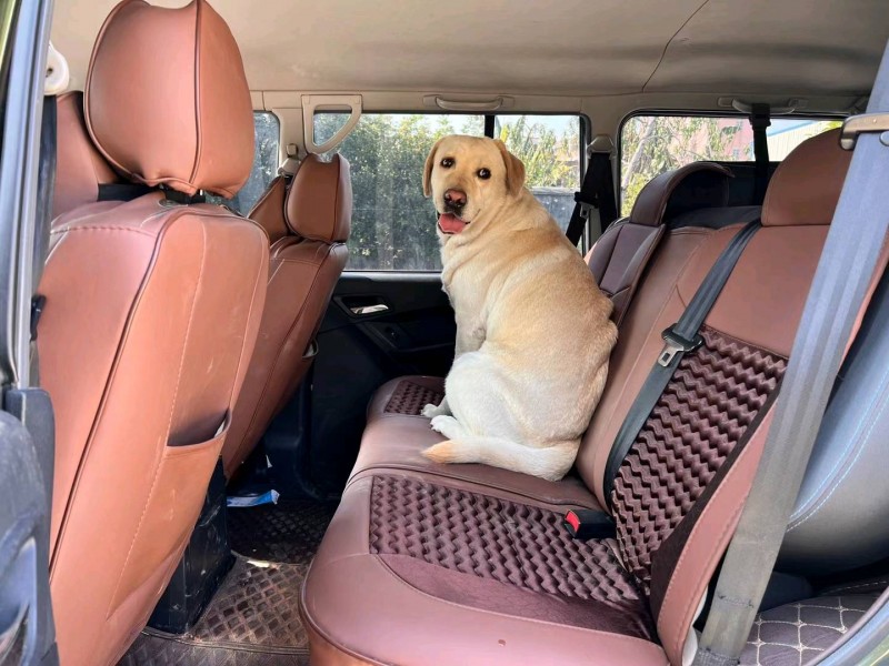 廣州19年獵豹汽車Q64